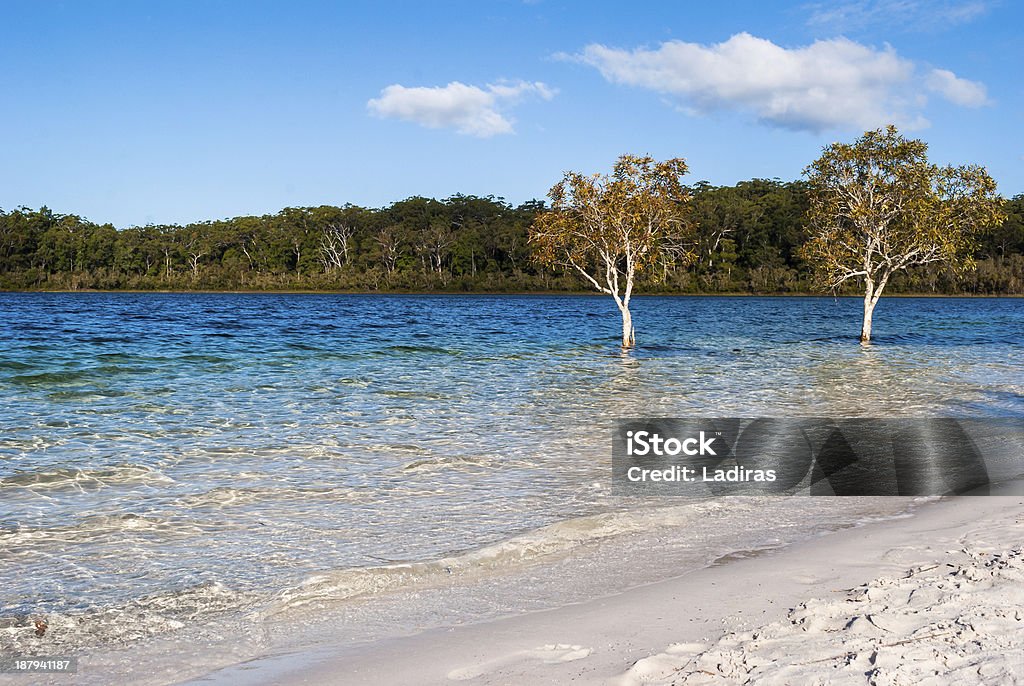 湖マッケンジー、フレイザー島（オーストラリア） - Lake McKenzie - Queenslandのロイヤリティフリーストックフォト