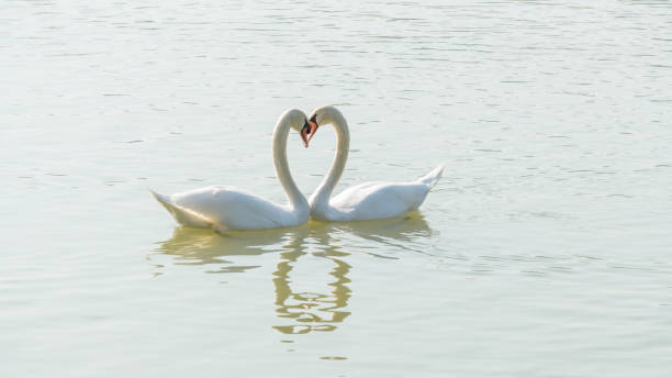 istock White swan swimming in a lake. 1879421183