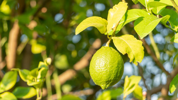 istock Green lemon plant in a garden. 1879421200