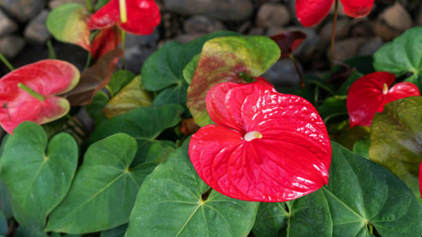 istock Red flamingo flower (Anthurium andraeanum Lind) in a garden. 1879421696