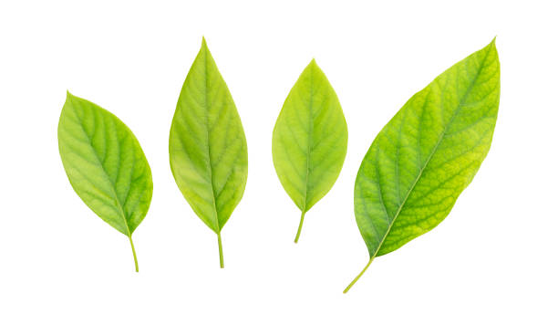 istock Green avocado leaves on a white background. 1879421713