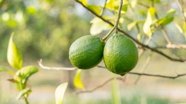 istock Green lemon plant in a garden. 1879422221