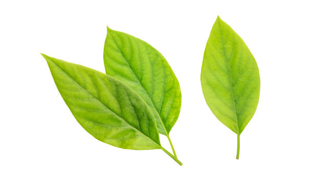 istock Green avocado leaves on a white background. 1879422234