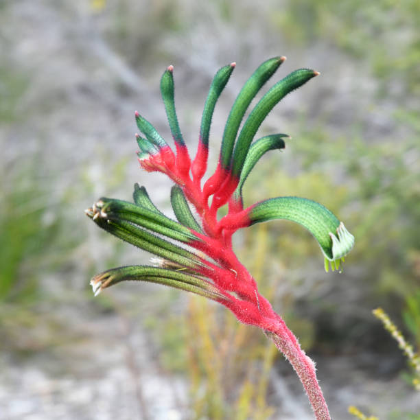 istock Anigozanthos manglesii, commonly known as the red-and-green kangaroo paw or Mangles' kangaroo paw 1879426439