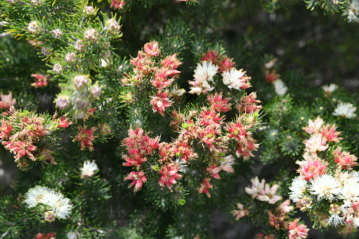 This dainty little shrub bears masses of pink and white flowers in spring, and grows to around a metre and a half tall and wide. It likes a sheltered spot in full sun to dappled shade, and a well drained soil.