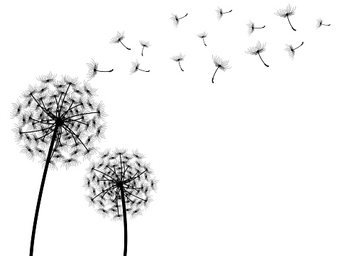 vector dandelion with white background