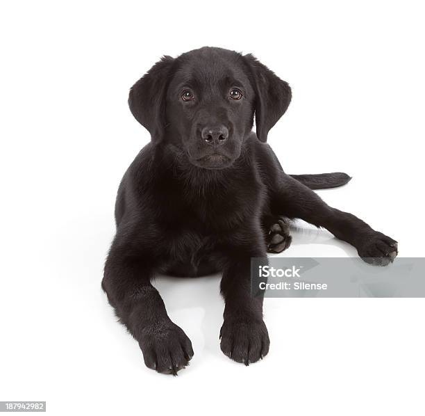 Labrador Retriever Puppy Stock Photo - Download Image Now - Black Labrador, White Background, Animal