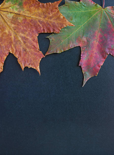 Cтоковое фото Обратно в школу осенью листья.