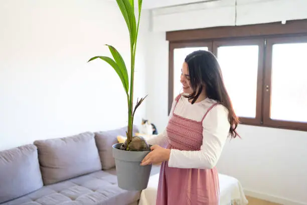 Woman carrying a transplanted potted plant at home standing on the living room