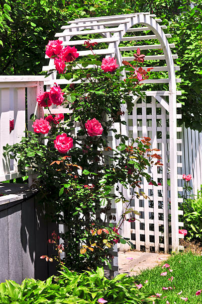White arbor with red blooming roses in a garden