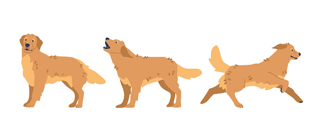 Golden Retrievers Activities Like Barking, Running and Standing. Their Friendly Nature Makes Them Excellent Companions For Outdoor Adventures And Interactive Play. Cartoon Vector Illustration