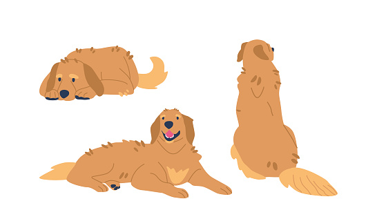 Golden Retrievers Sitting and Lying Poses, Their Expressive Eyes Shining With Warmth. From The Classic Sit To The Playful Sprawl, Their Friendly Disposition Shines Through. Cartoon Vector Illustration