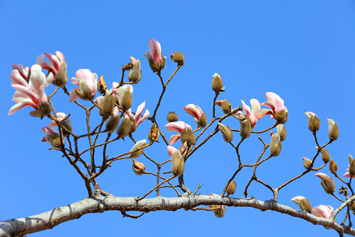 magnolia flower in the sky