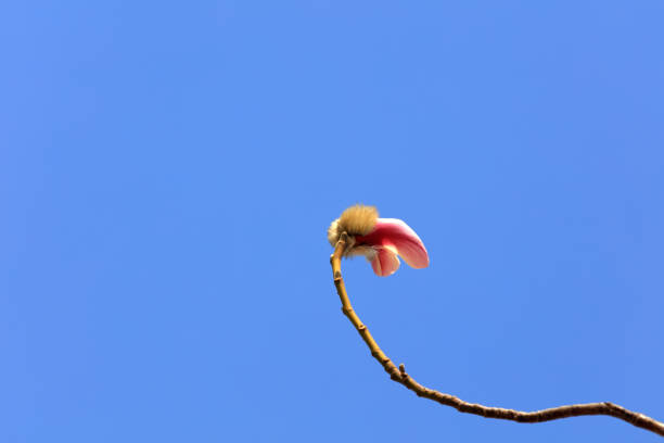 magnolia flower in the sky