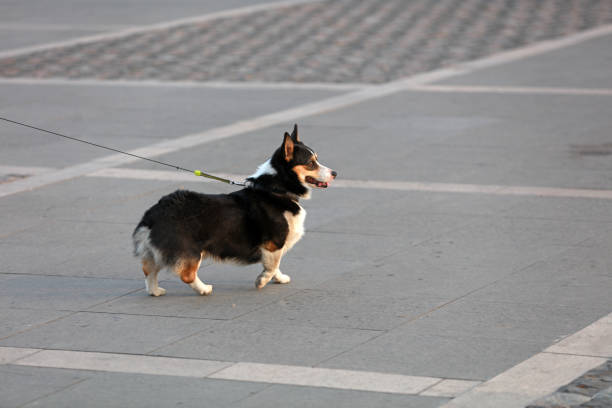 The pet dog is walking.