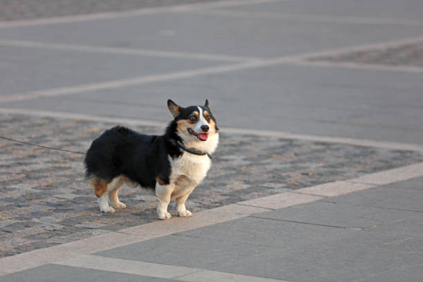 istock The pet dog is walking. 1879441767