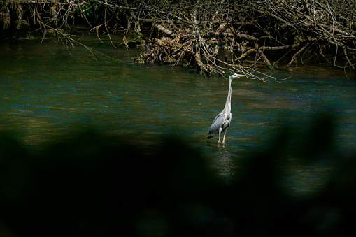 Gray heron in wilderness at a river Krka in Slovenia,Europe.