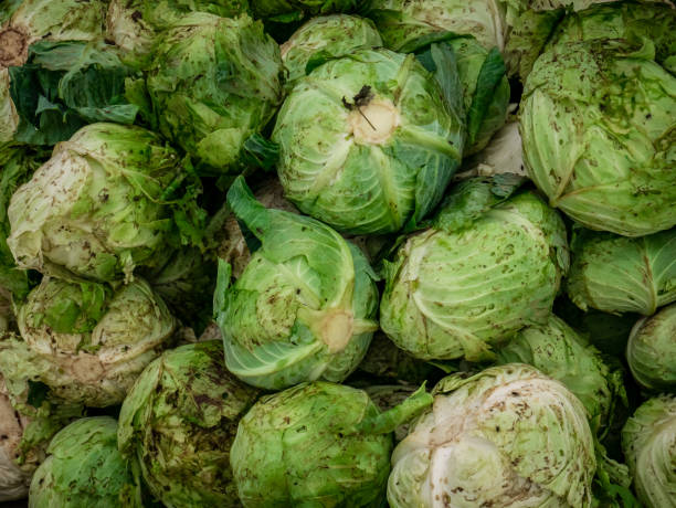 istock pile of freshly harvested cabbage in the field 1879449297