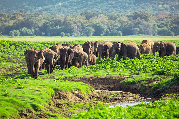 istock Herd of Elephants in Sri Lanka 187945091