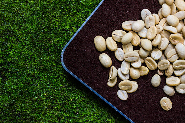 coffee bean on black coffe powder