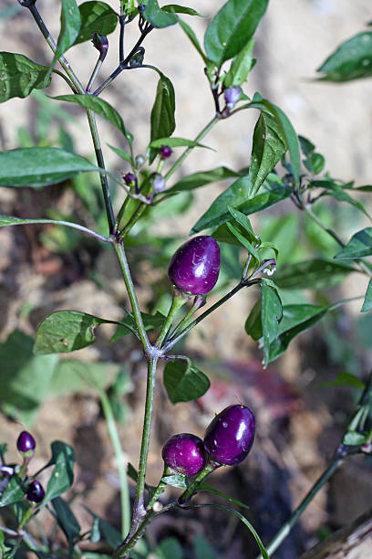Cuncun chili  Pepper plant stock photo