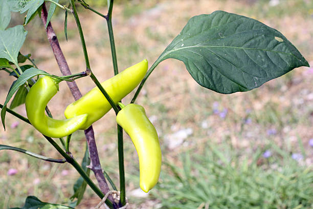 Hungarian Yellow Hot Wax Pepper plant stock photo