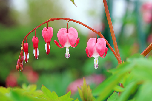 April 2024: Close-up of flowering Bleeding Heart Plant