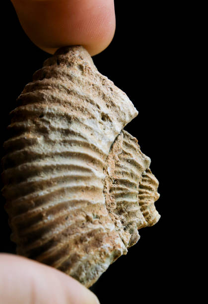 istock Ammonite fossil close up 1879458699