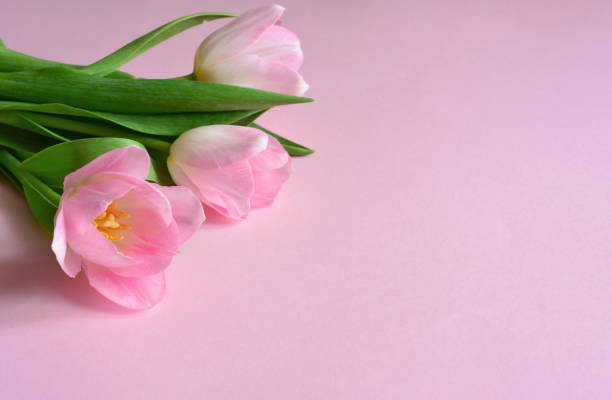 istock bouquet of pink tulips on pink background copy space 1879459742