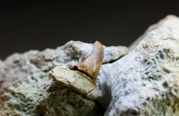 fósil de diente de tiburón en roca caliza - fossil fish animal full frame fotografías e imágenes de stock