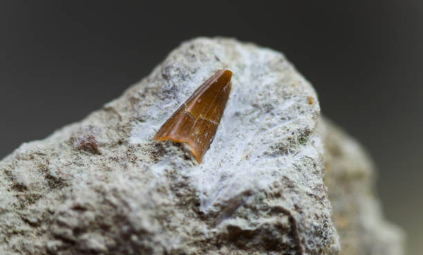 fósil de diente de tiburón en roca caliza - fossil fish animal full frame fotografías e imágenes de stock
