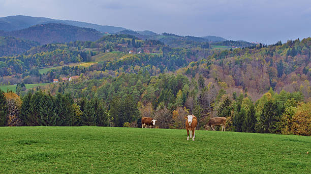 istock Cows at the top of hill 187946238