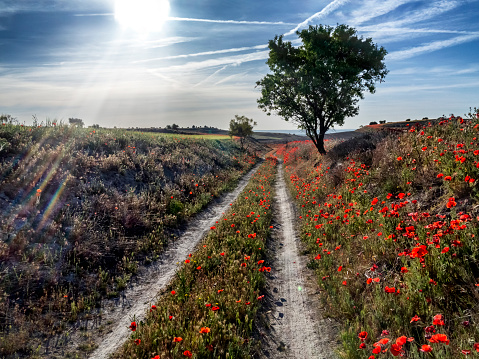 Camino con amapolas en Pinto. Madrid.