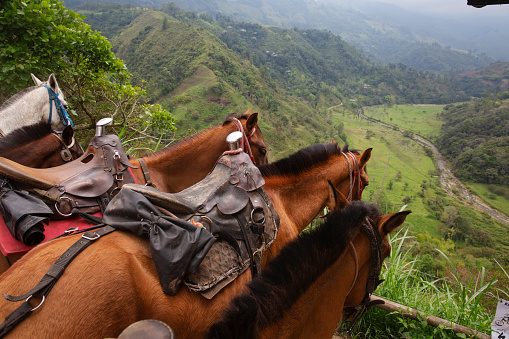Horses overlooking the stunning countryside, just outside of the town of Salento, which is one of the main coffee growing towns in Colombia's coffee growing region. Colombian coffee is one of the finest in the world and a major export.