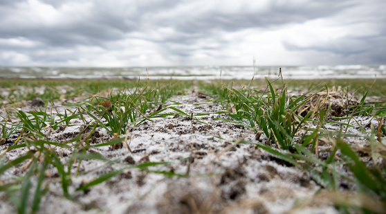 A snowy field of winter wheat.