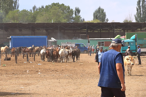 August 25 2023 - Kotschkor, Kochkor in Kyrgyzstan: Local people with buy and sell animals at the market