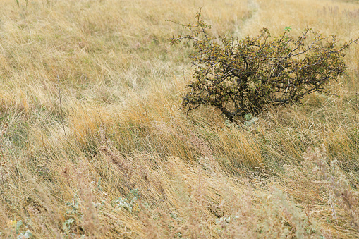 Dry steppe landscape nature in South Moravia vine making region. Pálava hill near Mikulov in Czechia.