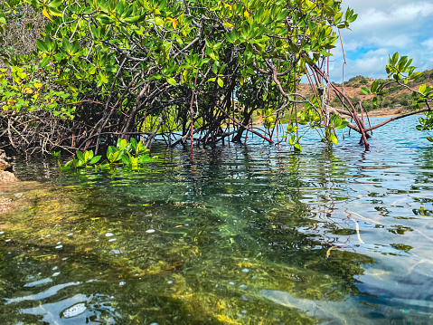 natural scenery with mangrove trees with blue skies with beautiful mountains.