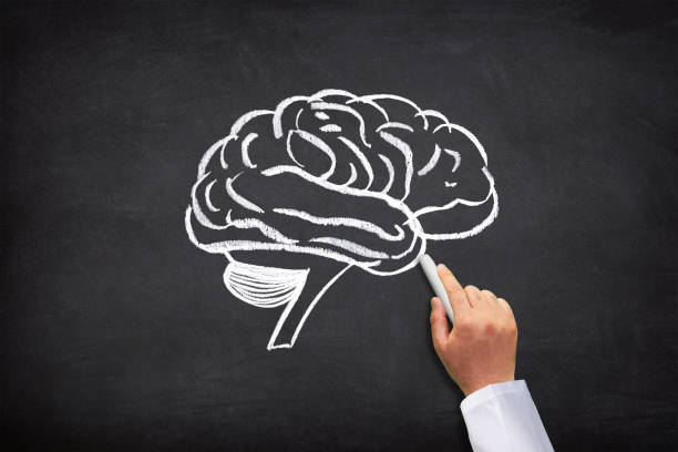 istock Human brain on chalkboard. Mental health and problems with memory. 1879499156