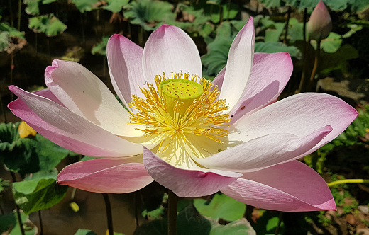 Beautiful pink waterlily or lotus flower in pond during sunny day