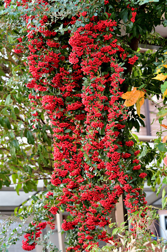 Pyracantha, also called firethorn, is thorny evergreen large shrubs, which bloom in spring, followed by fruits in autumn. The small dainty flowers appear in such profusion that the foliage is often hidden by the clusters of bloom.\nThe flowers are followed by tiny fruits also in dense clusters, which mature in late autumn in the form of red and yellow berries. The berries are favorites of birds. The berries are edible and made into jelly.