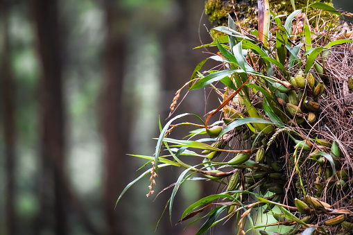 Small Epiphyte orchid plants growing stuck to the tree bark. Moss, fungus and native endemic plants stick to the trunk in the pine forest or jungle with bokeh backgrounds.