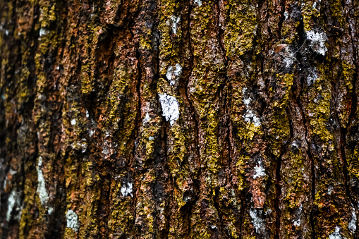 Relief texture of the brown bark of a tree with green moss on it. Horizontal photo of a tree bark texture. Relief creative wooden texture of an old oak bark. Pine or spruce tree skin.