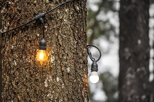 Hanging lightbulbs connected by a cable with pine tree bark forest background. Close-up light chain decoration with shady natural background. Festive lights garland. light bulbs on string wire.