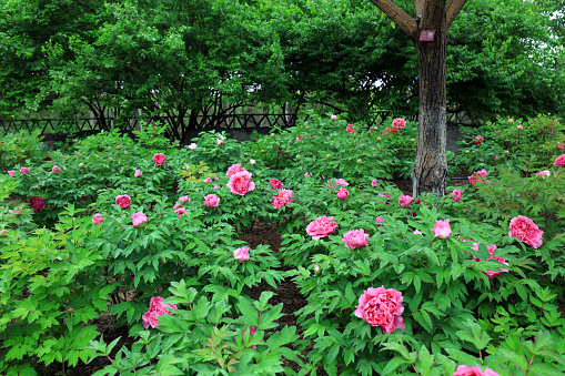 Blooming peonies in the park, China