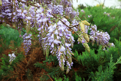 Wisteria flowers in the park, North China