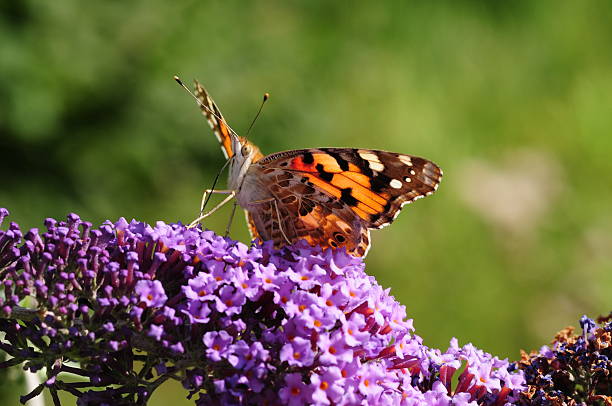 istock Painted Lady Butterfly, U.K. 187952156