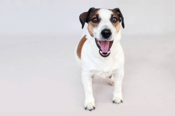 istock Dog with open mouth isolated on a gray background 1879522958