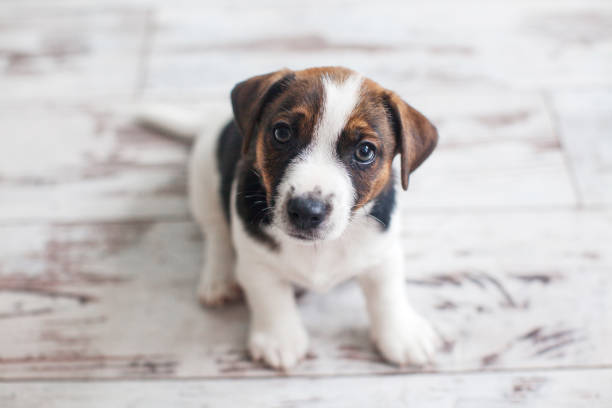 istock Cut puppy sitting on white floor 1879522959