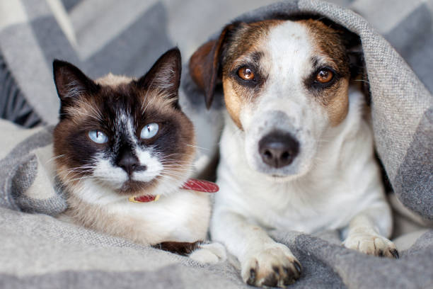 istock Dog And Cat Together under plaid 1879522968